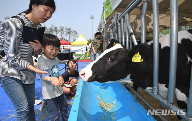 【화성=뉴시스】 김종택기자 = 젖소 송아지. 2019.06.02.semail3778@naver.com
