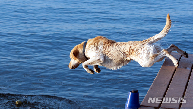【광주=뉴시스】 반려견 수영대회 홍보 이미지. photo@newsis.com