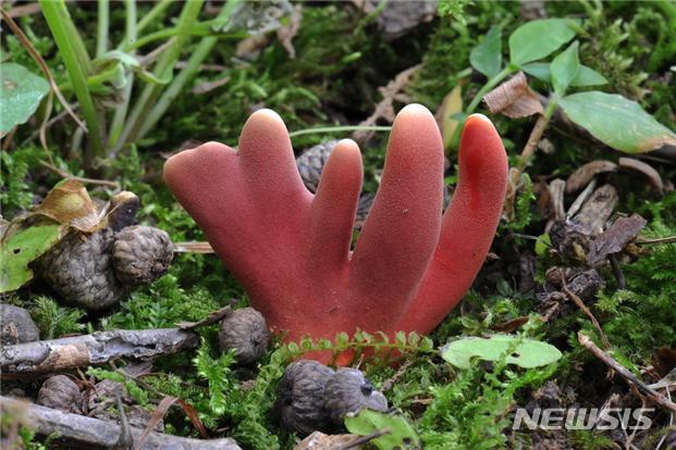 【대전=뉴시스】 김양수 기자 = 붉은사슴뿔버섯.2019.06.03(사진=국립산림과학원 제공) photo@newsis.com
