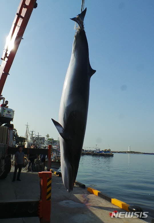 [울산=뉴시스]올해 6월 울산 앞바다에서 그물에 걸려 죽은 채 발견된 밍크고래. (사진=울산해양경찰서 제공) photo@newsis.com