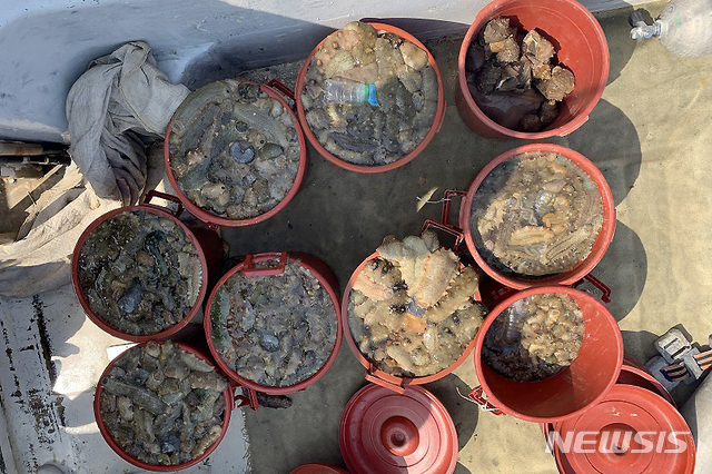 [태안=뉴시스] 불법 포획한 해삼. (사진=뉴시스 DB). photo@newsis.com