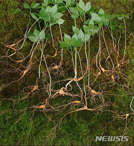 【담양=뉴시스】변재훈 기자 = 한국전통심마니협회는 고모(50)씨가 조상 묘를 벌초하러 나섰다가 지난 2일 전남 담양군 무등산 자락에서 수령이 70년 안팎으로 추정되는 천종(天種) 산삼 21뿌리(감정가 1억원 대)를 발견했다고 6일 밝혔다. 2019.06.06. (사진=한국전통심마니협회 제공) photo@newsis.com