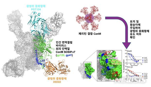 【서울=뉴시스】설계된 인간면역결핍바이러스(HIV) 외피 단백질 ConM의 구조와 광범위 중화항체 유도 가능성 제시ConM은 변이체가 광범위하고 다양한 인간 면역결핍 바이러스 외피 단백질의 전체 아형(subtype)을 가장 잘 대표할 있도록 설계된 단백질이다. 설계된 단백질 ConM이 자연형 외피 단백질과 유사하게 발현되고 구조를 갖으며, 토끼 및 원숭이를 이용한 동물 실험에서 치료제 및 백신으로써의 효과가 광범위한 중화항체를 유도할 가능성이 있음을 보인다. (사진/한국연구재단 제공)  photo@newsis.com