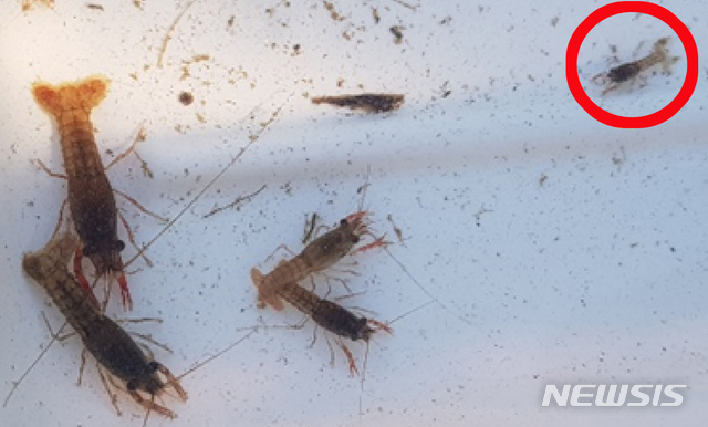 【나주=뉴시스】변재훈 기자 = 국립생태원은 지난해 진행한 '전국 외래생물 정밀조사'를 통해 전남 나주시 영산강 지석천·대초천 등 3곳에서 미국가재 33마리의 서식이 확인됐다고 11일 밝혔다. 사진은 지난해 9월 나주 남평읍 오계리 지석천 일원에서 채집된 길이 20㎜의 어린 가재(붉은 원 안). 2019.06.11. (사진=국립생태원 제공)photo@newsis.com