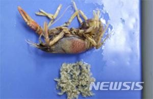 【나주=뉴시스】변재훈 기자 = 국립생태원은 지난해 진행한 '전국 외래생물 정밀조사'를 통해 전남 나주시 영산강 지석천·대초천 등 3곳에서 미국가재 33마리의 서식이 확인됐다고 11일 밝혔다. 사진은 지난해 3월 채집된 어미 미국가재와 어린 가재. 2019.06.11. (사진=국립생태원 제공) photo@newsis.com