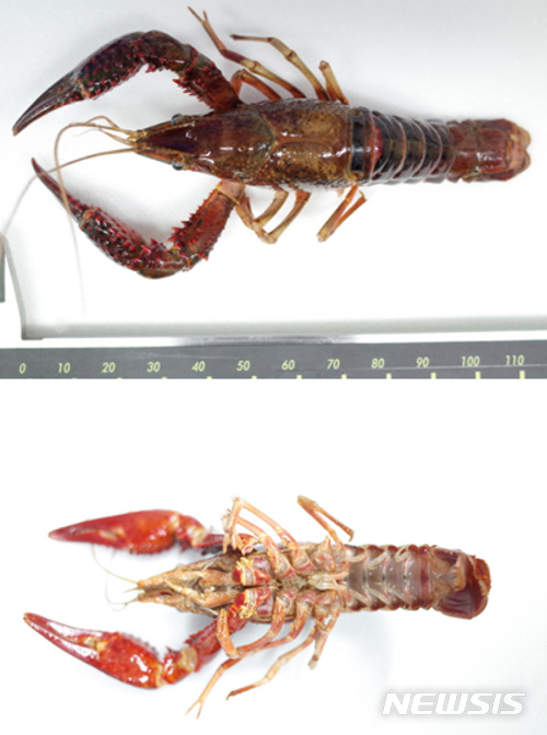 【나주=뉴시스】변재훈 기자 = 국립생태원은 지난해 진행한 '전국 외래생물 정밀조사'를 통해 전남 나주시 영산강 지석천·대초천 등 3곳에서 미국가재 33마리의 서식이 확인됐다고 11일 밝혔다. 사진은 성체로 자란 미국가재의 등면(사진 위쪽부터), 배면 모습. 2019.06.11. (사진=국립생태원 제공)photo@newsis.com