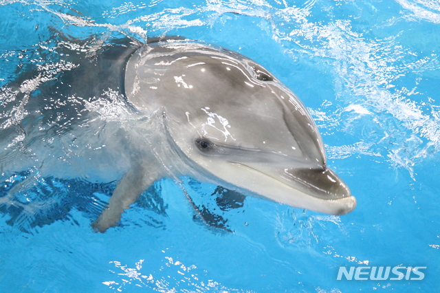 【울산=뉴시스】안정섭 기자 = 울산 고래생태체험관에서 태어나 지난 13일 두번째 생일을 맞이한 아기 돌고래 '고장수'. 2019.06.24. (사진=울산 남구도시관리공단 제공) photo@newsis.com