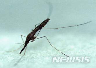 【세종=뉴시스】중국얼룩날개모기 암컷 성충. (사진=질병관리본부 제공)