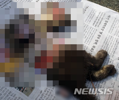 【부산=뉴시스】 부산 사하경찰서는 지난 10일 사하구의 한 아파트 지상주차장에 주차된 SUV차량 아래서 토막 난 길고양이 사체가 발견돼 수사를 벌이고 있다고 14일 밝혔다. 2019.06.14. (사진=부산경찰청 제공)photo@newsis.com