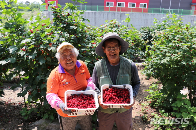 【옥천=뉴시스】이성기 기자 = 17일 오전 충북 옥천군 옥천읍 마암리 이정남(79)·박옥녀(72) 씨 부부가 2600여㎡의 산딸기 밭에서 수확한 딸기를 들어 보이고 있다.2019.06.17.(사진=옥천군 제공) photo@newsis.com 
