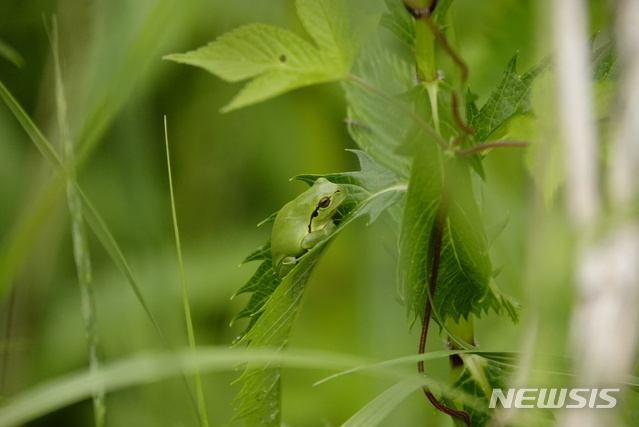 수원청개구리. (사진=파주시 제공)