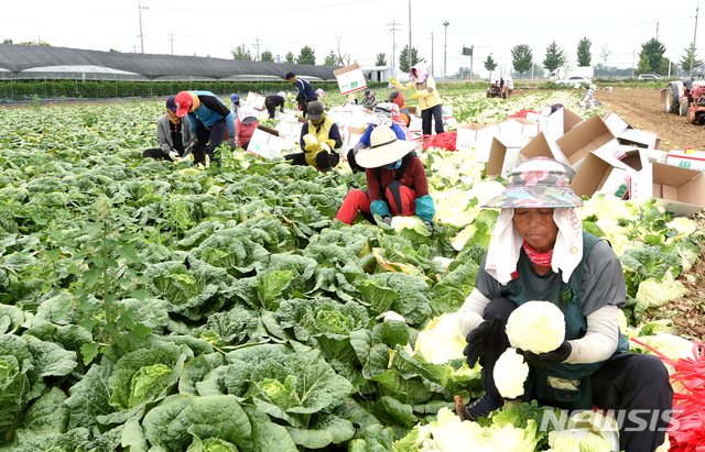 봄배추 수확 현장. (사진=뉴시스DB) photo@newsis.com