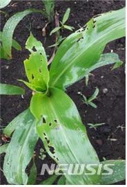 【세종=뉴시스】농촌진흥청은 20일 제주 동부 구좌읍과 조천읍에 위치한 옥수수 재배 포장 4곳에서 열대거세미나방의 국내 첫 발생을 확인했다고 밝혔다.(사진제공=농촌진흥청)