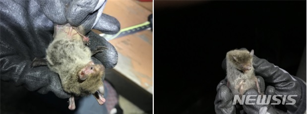 해충 잡아먹는 집박쥐 집 설치한다&nbsp; 