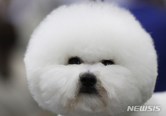 [원추 오늘의운세]개띠, 함부로 타인 믿지 마세요