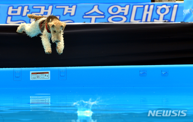 【광주=뉴시스】류형근 기자 = '평화의 물결 속으로(DIVE INTO PEACE)' 2019광주FINA세계수영선수권대회 개막이 20일 앞으로 다가온 22일 오전 광주 동구 조선대학교 운동장에서 '전국반려견수영대회'가 열리고 있다. 2019.06.22 hgryu77@newsis.com