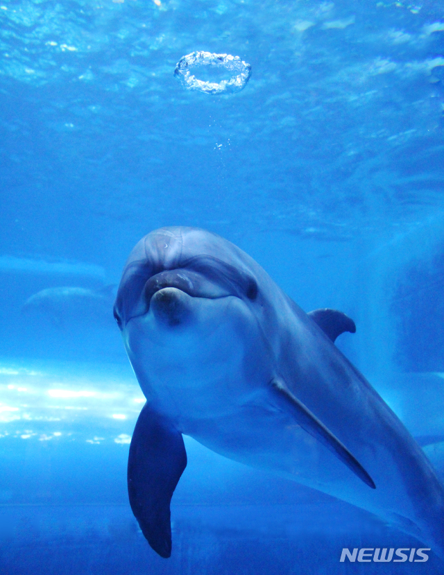 【울산=뉴시스】안정섭 기자 = 울산 남구도시관리공단이 장생포 고래생태체험관에서 사육 중인 암컷 돌고래 '장두리(사진)'의 임신 사실을 확인하고 특별관리에 들어갔다. 2019.06.24. (사진=울산 남구도시관리공단 제공)photo@newsis.com