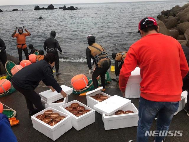 【제주=뉴시스】배상철 기자 = 제주 연안에 홍해삼을 방류하고 있다. 2019.06.25. (사진=제주도 제공) bsc@newsis.com