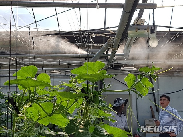 【전주=뉴시스】 한훈 기자 = 전북 전주시농업기술센터는 올해 총 3억1200만원을 투입해 ‘기후변화 대응 원예작물 생산시설 지원사업’을 추진한다고 26일 밝혔다.2019.06.26.(사진=전주시 제공) photo@newsis.com