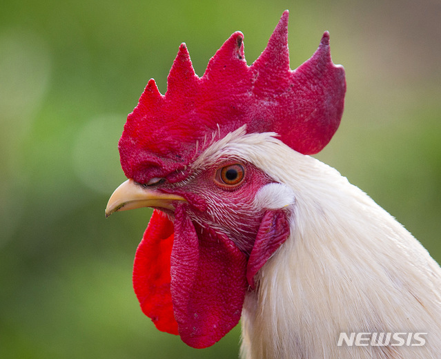 [원추 오늘의운세]닭띠, 인내하면 대길합니다