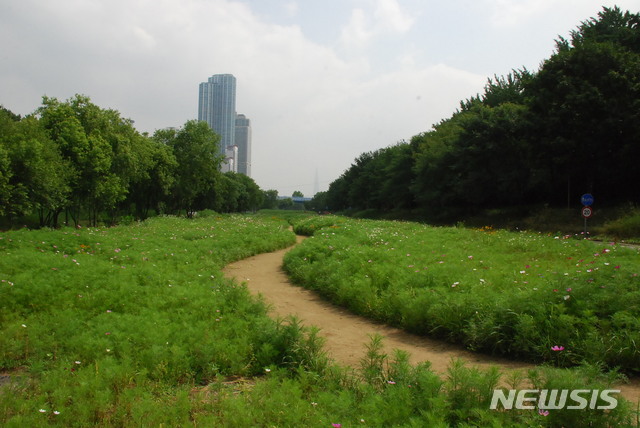 【서울=뉴시스】 강남구_양재천_영동 2교_하류 남단 코스모스 길. 2019.07.01. (사진=강남구 제공)