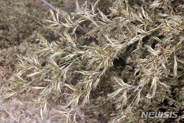 【정읍=뉴시스】 이학권 기자 = 전북 정읍시 북면 1번 국도 인근에서 발견된 '대나무 꽃'. 2019.07.01. (사진 = 정읍시 제공) photo@newsis.com