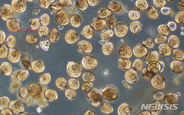 【홍성=뉴시스】충남도 수자원연구소 새조개 양식 모습. 