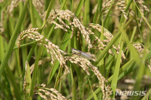 '친환경쌀 농가 둔갑' 농약쌀 학교에 납품하다 덜미 