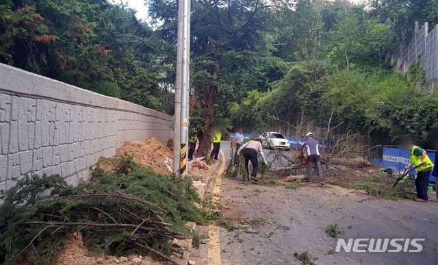 【부산=뉴시스】 7일 오후 6시 7분께 부산 북구의 한 이면도로에서 길이 약 10m 크기의 가로수가 쓰러졌다.2019.07.08. (사진=부산경찰청 제공)photo@newsis.com 