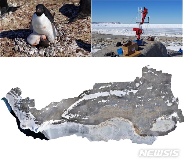 【세종=뉴시스】사진은 인익스프레시블섬에서 서식하는 아델리펭귄과 알비노(백색증) 새끼(상단 왼쪽), 펭귄 군서지에 모니터링 카메라와 기상관측탑을 설치하는 연구팀(상단 오른쪽), 드론 항공촬영으로 획득한 아델리펭귄 정밀 분포도로 갈색 부분이 펭귄둥지다(하단). 2019.07.08. (사진= 환경부 제공)