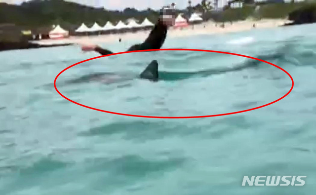 【제주=뉴시스】우장호 기자 = 8일 낮 12시40분께 제주시 조천읍 함덕해수욕장 앞바다에 상어로 추정되는 개체(붉은원)가 나타나 한동안 해수욕장 이용이 통제되는 소동이 일어났다. 상어 추정 개체가 함덕해수욕장 앞 해상에서 유영하고 있다. 2019.07.08. (사진=제주시 조천읍사무소 제공) photo@newsis.com