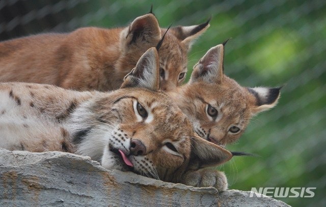 【청주=뉴시스】강신욱 기자 = 8일 충북 청주동물원에서 멸종위기 스라소니가 출산한 새끼 3마리가 한가로이 노닐고 있다. 2019.07.09. (사진=청주랜드관리사업소 제공) photo@newsis.com