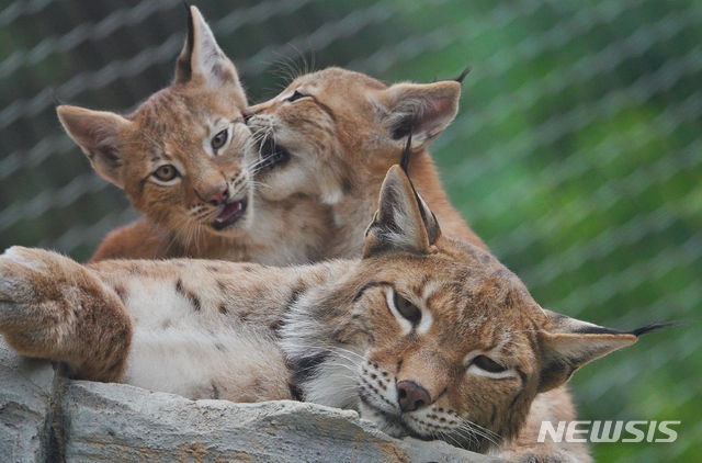 【청주=뉴시스】강신욱 기자 = 8일 충북 청주동물원에서 멸종위기 스라소니가 출산한 새끼 3마리가 한가로이 노닐고 있다. 2019.07.09. (사진=청주랜드관리사업소 제공) photo@newsis.com