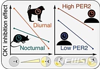 【대전=뉴시스】 김양수 기자 = KAIST 김재경 교수 연구팀의 성과 개념도. 왼쪽 그림은 종간 약의 효과 차이 원인으로 주행성과 야행성 동물의 빛 노출정도에 따라 약의 효과가 반감되는 정도가 다르다는 것을 보여준다. 오른쪽은 개인간 약의 효과 차이 원인으로 PER2 단백질이 많은 사람은 약의 효과가 강하다.2019.07.09(사진=KAIST 제공) photo@newsis.com