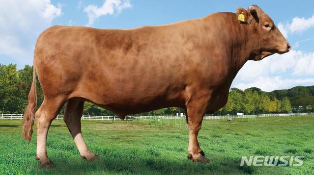 【안동=뉴시스】 최근 보증씨수소로 최종 선발된 경북축산연구소의 'KPN 1288' 수소. 2019.07.10 (사진=경북도 제공)