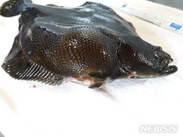 【제주=뉴시스】 범가자미(사진= 제주도 해양수산연구원 제공) 