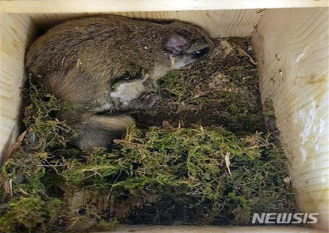 【광주=뉴시스】변재훈 기자 = 영산강유역환경청은 멸종위기종인 하늘다람쥐를 보호하기 위해 광주·전남 지역 60곳에 인공둥지를 조성, 하늘다람쥐 12개체가 정착한 것으로 확인됐다고 11일 밝혔다. 2019.07.11. (사진=영산강유역환경청 제공) photo@newsis.com