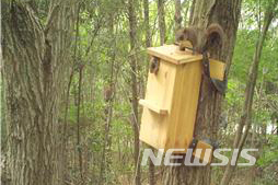 【광주=뉴시스】변재훈 기자 = 영산강유역환경청은 멸종위기종인 하늘다람쥐를 보호하기 위해 광주·전남 지역 60곳에 인공둥지를 조성, 하늘다람쥐 12개체가 정착한 것으로 확인됐다고 11일 밝혔다. 2019.07.11. (사진=영산강유역환경청 제공) photo@newsis.com