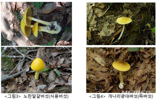 【서울=뉴시스】헷갈리기 쉬운 식용버섯과 독버섯. [사진=농촌진흥청 제공]