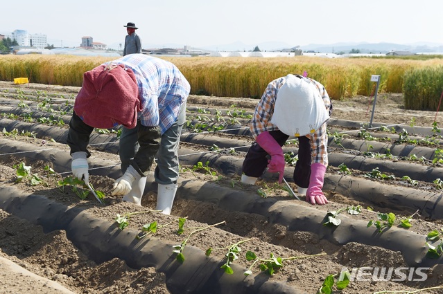 【진주=뉴시스】 고구마 순.