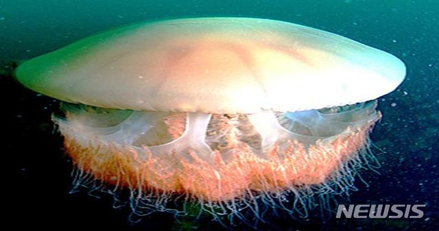 【창원=뉴시스】노무라입깃해파리.2019.07.15.(사진=경남도 제공) photo@newsis.com