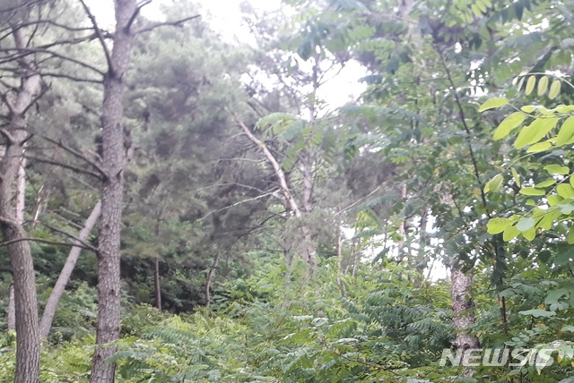 [안동=뉴시스] 소나무재선충병 감염 고사목. (사진=봉화군 제공) 2025.11.12. photo@newsis.com 