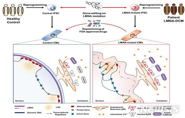 【서울=뉴시스】일반인으로부터 생성된 역분화줄기세포 유래 심근세포(control CMs)는 정상적인 핵막 구조를 가지고 있으며 유전자의 발현이 정교하게 조절된다. 특히 유전자의 발현이 억제되어 있는 부분은 핵막의 lamin A/C(LMNA)에 주로 결합되어 있다(왼쪽, 빨간색 네모=발현이 억제되어 있는 유전자). 하지만 환자로부터 생성된 역분화줄기세포 유래 심근세포(mutant CMs)는 비정상적인 핵막의 형태를 띄고 있으며 일부 유전자들이 발현이 증가하고 (오른쪽, 파란색 동그라미=비정상적인 발현이 시작되는 유전자) 이에 따라서 기존에 억제되어 있던 신호전달 체계가 활성화되어 질환이 유발됨을 확인하였다. (그림/성균관대 제공)&nbsp; photo@newsis.com