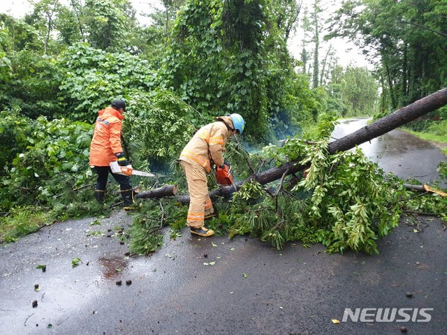 【제주=뉴시스】 강경태 기자 = 20일 새벽 제주시 오등동 한 도로변에서 밤새 몰아친 비바람으로 나무가 쓰러져 소방대원이 제거하고 있다. 2019.07.20. (사진=제주소방서 제공) photo@newsis.com