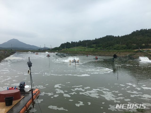 【신안=뉴시스】김석훈 기자 = 전남 신안군(군수 박우량)은 축제식 새우양식장의 배출수가 인근 해역을 오염시키는지 여부를 확인하기 위해 새우 양식장 346개소의 배출수 수질 검사를 실시한다고 22일 밝혔다. 2019.07.22. (사진=신안군청 제공)kim@newsis.com