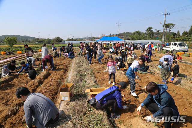 [당진=뉴시스] 지난 2018년 충남 당진에서 열린 해나루황토고구마 축제장을 찾은 관광객이 밭에서 황토고구마를 캐고 있다. 사진=뉴시스 DB). photo@newsis.com