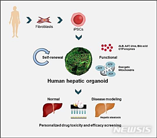 【대전=뉴시스】 김양수 기자 = 간 오가노이드 제작 및 활용 모식도. 생명연구원에 따르면 인간 피부세포(fibroblasts)를 전분화능 줄기세포(iPSCs)로 리프로그래밍 시킨 뒤 3차원 오가노이드 형태의 간 장기모사체(human hepatic organoid)로 제작하면 증식(self-renewal) 가능하고 개인맞춤 독성 및 약효 평가(personalized drug toxicity and efficacy screening)에 활용할 수 있다.2019.07.23(사진=한국생명공학연구원 제공) photo@newsis.com