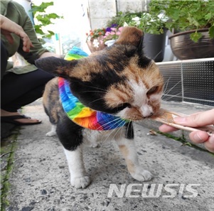 【세종=뉴시스】 새보호 목도리를 하고 있는 고양이. 2019.07.24. (사진= 환경부 제공)
