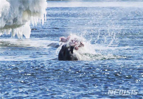 【서울=뉴시스】 웨델물범의 아델리펭귄 사냥 모습. (제공 = 극지연구소)