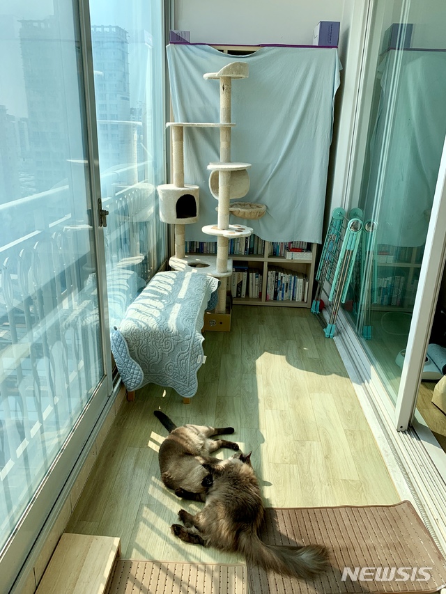 고양이 뉴시스DB